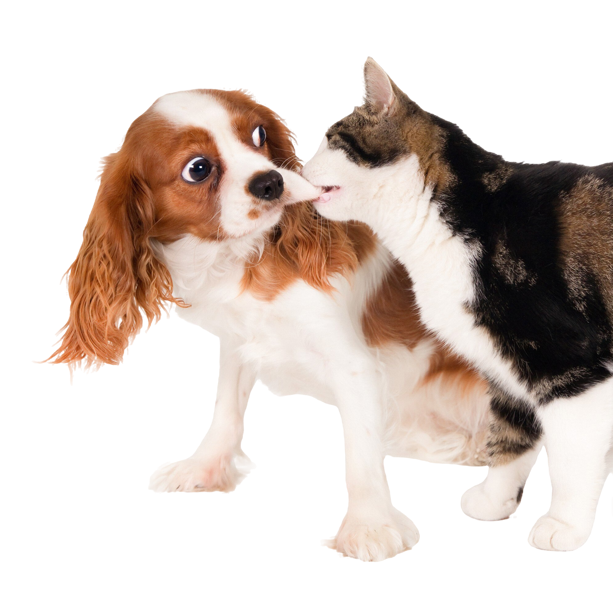 closeup-shot-cute-dog-playing-with-cat-isolated-white-background