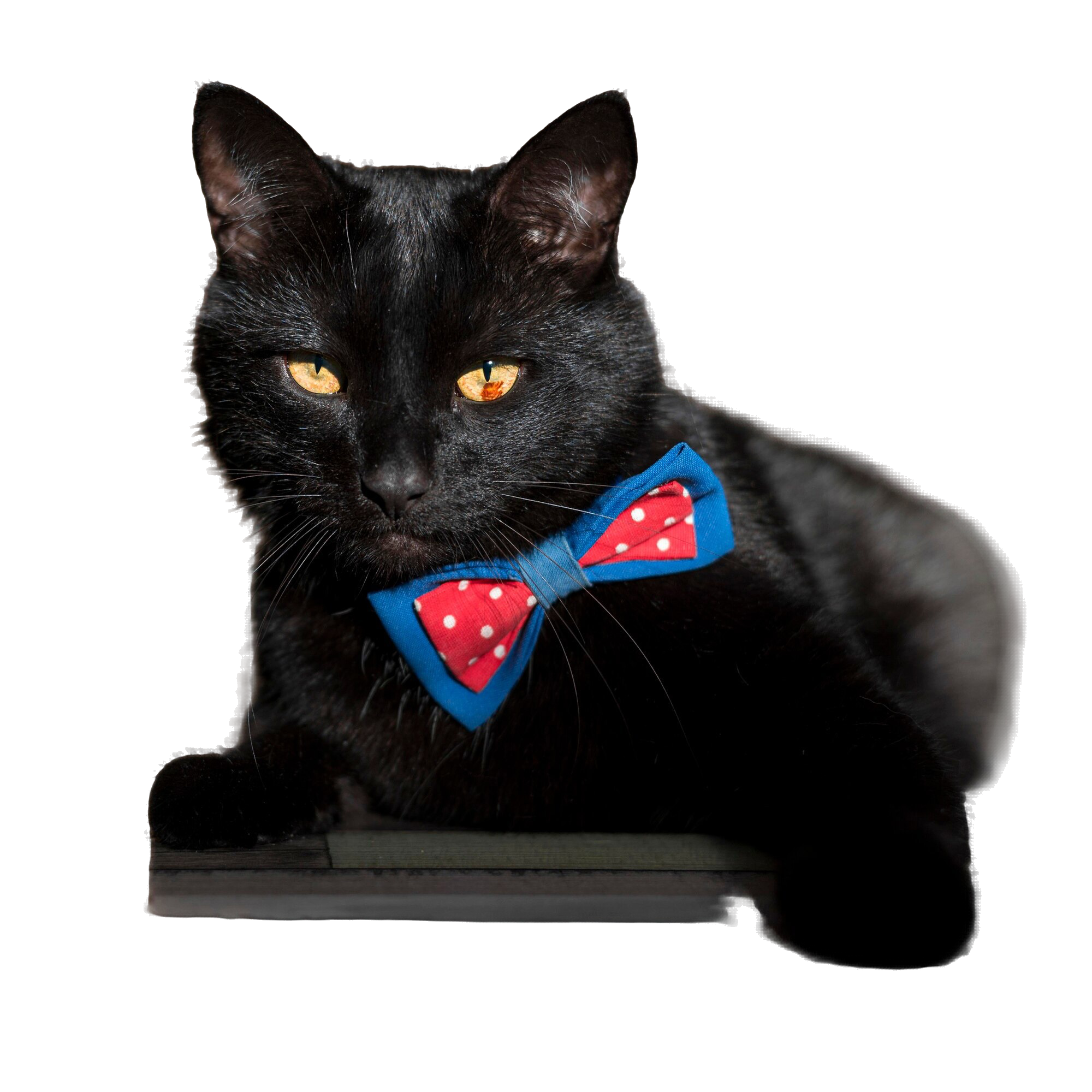 front-view-beautiful-black-cat-with-bow-tie