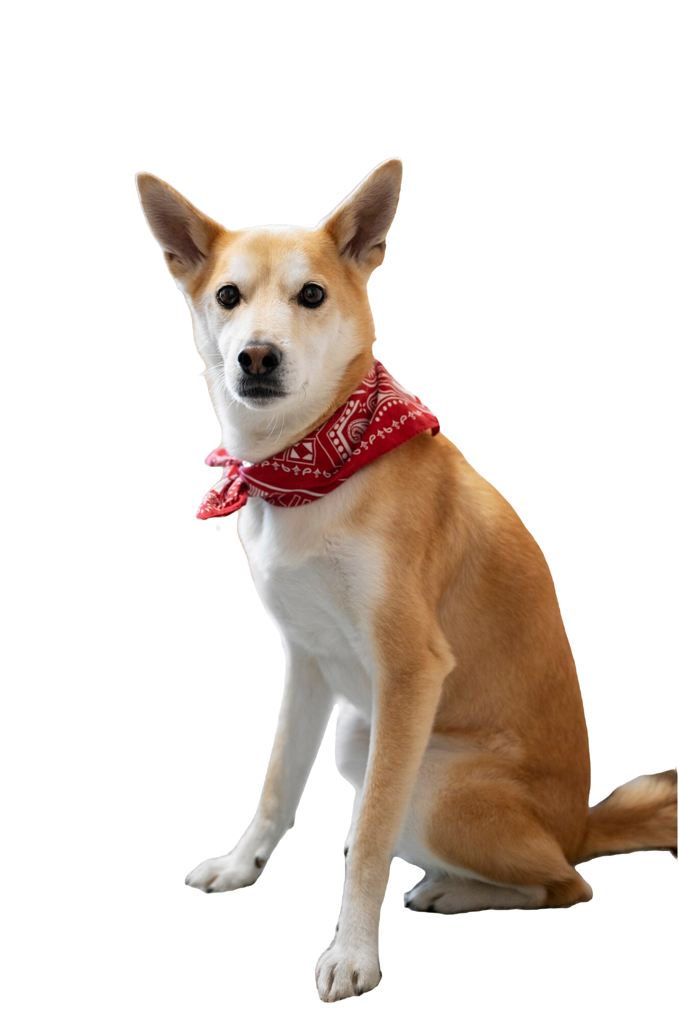 shiba-inu-dog-sitting-home